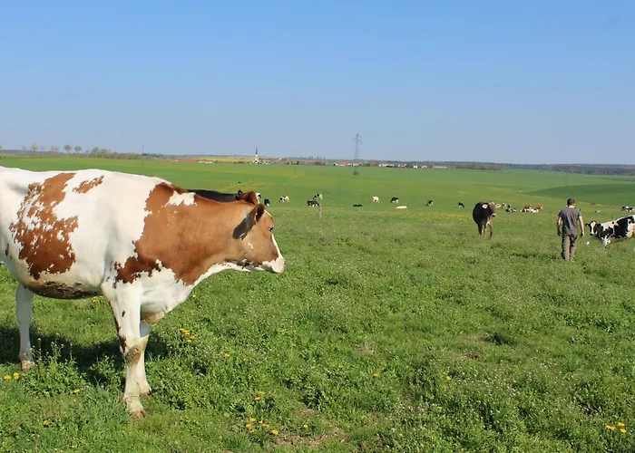 Grand Equipe A La Ferme, Ideal Pour Familles Et Amis, Avec Terrasse Et Proche De Loisirs - Fr-1-584-295 Prázdninový dům Lironville